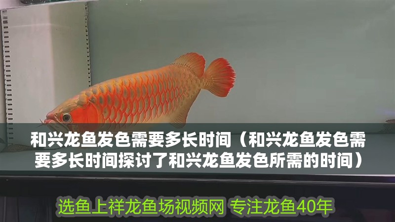 和興龍魚(yú)發(fā)色需要多長(zhǎng)時(shí)間（和興龍魚(yú)發(fā)色需要多長(zhǎng)時(shí)間探討了和興龍魚(yú)發(fā)色所需的時(shí)間） 和興龍魚(yú)發(fā)色需要多長(zhǎng)時(shí)間（和興龍魚(yú)發(fā)色需要多長(zhǎng)時(shí)間探討了和興龍魚(yú)發(fā)色所需的時(shí)間） 龍魚(yú)百科