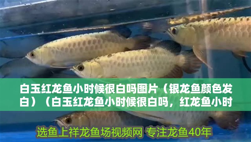 我的虎魚真菌感染了要怎么處理 白玉紅龍魚小時候很白嗎圖片(銀龍魚顏色發白)(白玉紅龍魚小時候很白嗎,紅龍魚小時候很白嗎) 觀賞魚百科 白玉紅龍魚小時候很白嗎圖片(銀龍魚顏色發白)(白玉紅龍魚小時候很白嗎,紅龍魚小時候很白嗎) 白玉紅龍魚小時候很白嗎圖片(銀龍魚顏色發白)(白玉紅龍魚小時候很白嗎,紅龍魚小時候很白嗎) 觀賞魚百科