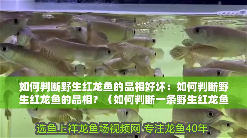 如何判斷野生紅龍魚的品相好壞：如何判斷野生紅龍魚的品相？（如何判斷一條野生紅龍魚的好壞）
