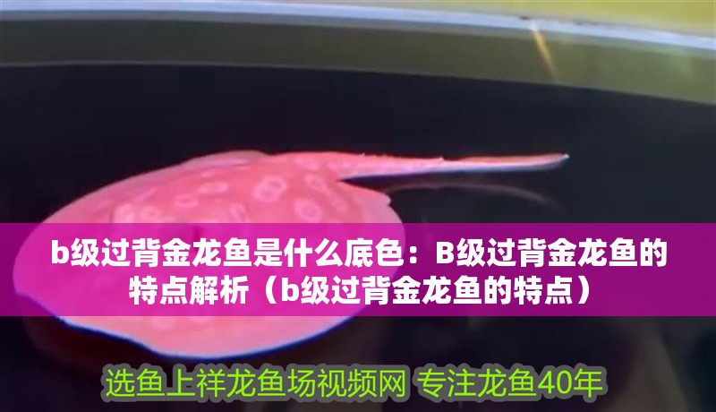 b級過背金龍魚是什么底色：B級過背金龍魚的特點解析（b級過背金龍魚的特點）