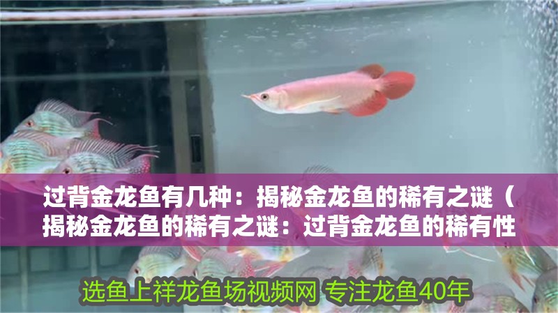 過背金龍魚有幾種：揭秘金龍魚的稀有之謎（揭秘金龍魚的稀有之謎：過背金龍魚的稀有性及其稀有之謎）