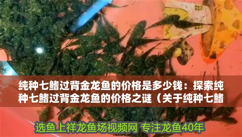 純種七鰭過背金龍魚的價(jià)格是多少錢：探索純種七鰭過背金龍魚的價(jià)格之謎（關(guān)于純種七鰭過背金龍魚的一些建議）