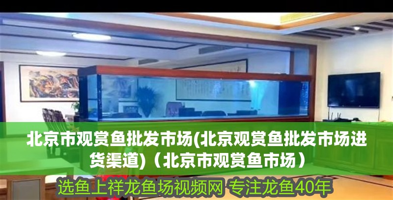 北京市觀賞魚批發(fā)市場(北京觀賞魚批發(fā)市場進貨渠道)（北京市觀賞魚市場） 北京市觀賞魚批發(fā)市場(北京觀賞魚批發(fā)市場進貨渠道)（北京市觀賞魚市場） 觀賞魚百科