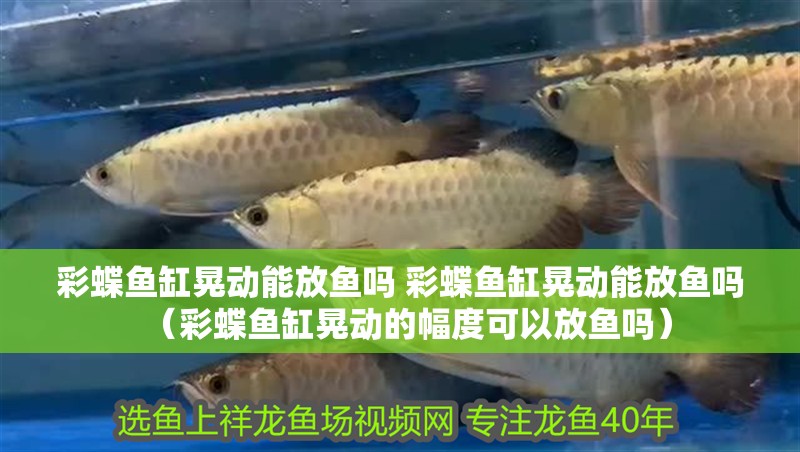 彩蝶魚缸晃動能放魚嗎 彩蝶魚缸晃動能放魚嗎（彩蝶魚缸晃動的幅度可以放魚嗎）