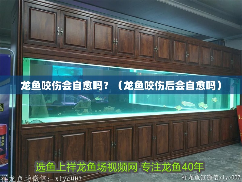 龍魚咬傷會(huì)自愈嗎？（龍魚咬傷后會(huì)自愈嗎）