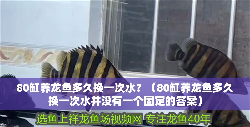 80缸養龍魚多久換一次水？（80缸養龍魚多久換一次水并沒有一個固定的答案） 80缸養龍魚多久換一次水？（80缸養龍魚多久換一次水并沒有一個固定的答案） 龍魚百科