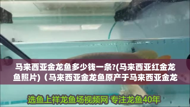 馬來西亞金龍魚多少錢一條?(馬來西亞紅金龍魚照片)（馬來西亞金龍魚原產于馬來西亞金龍魚多少錢一條金龍魚）