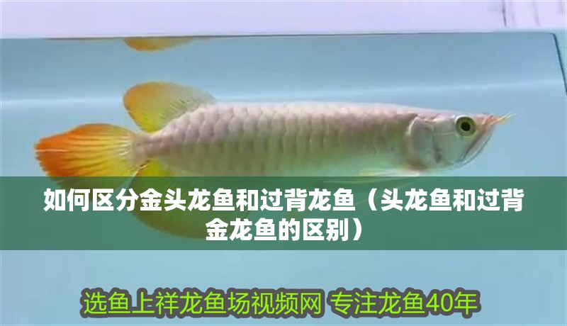 如何區分金頭龍魚和過背龍魚（頭龍魚和過背金龍魚的區別） 如何區分金頭龍魚和過背龍魚（頭龍魚和過背金龍魚的區別） 龍魚百科
