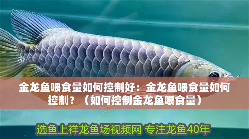金龍魚喂食量如何控制好：金龍魚喂食量如何控制？（如何控制金龍魚喂食量）
