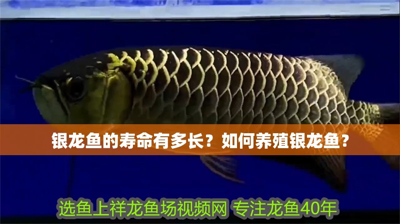 銀龍魚(yú)的壽命有多長(zhǎng)？如何養(yǎng)殖銀龍魚(yú)？ 銀龍魚(yú)的壽命有多長(zhǎng)？如何養(yǎng)殖銀龍魚(yú)？ 銀龍魚(yú)百科