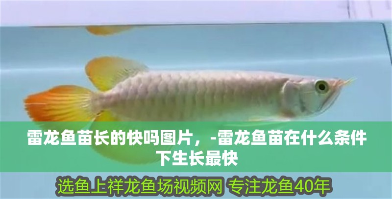 雷龍魚苗長的快嗎圖片，-雷龍魚苗在什么條件下生長最快