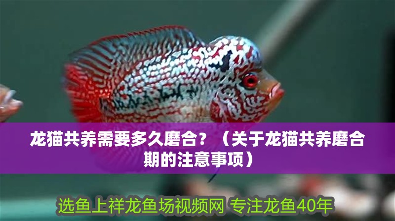 龍貓共養需要多久磨合？（關于龍貓共養磨合期的注意事項）