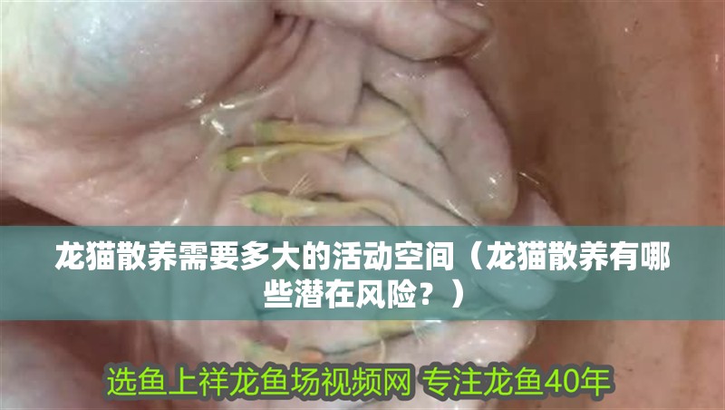 龍貓散養需要多大的活動空間（龍貓散養有哪些潛在風險？） 龍貓散養需要多大的活動空間（龍貓散養有哪些潛在風險？） 龍魚百科