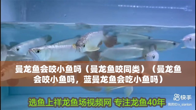 曼龍魚會咬小魚嗎（曼龍魚咬同類）（曼龍魚會咬小魚嗎，藍曼龍魚會吃小魚嗎）