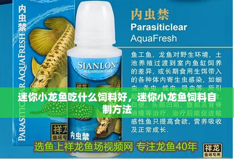 迷你小龍魚吃什么飼料好，迷你小龍魚飼料自制方法