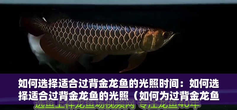 如何選擇適合過背金龍魚的光照時(shí)間：如何選擇適合過背金龍魚的光照（如何為過背金龍魚選擇適合的光照）