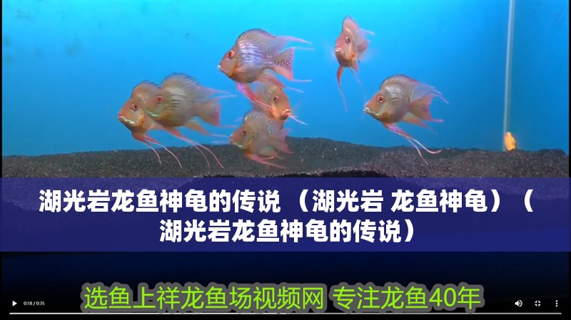 湖光巖龍魚神龜?shù)膫髡f （湖光巖 龍魚神龜）（湖光巖龍魚神龜?shù)膫髡f）