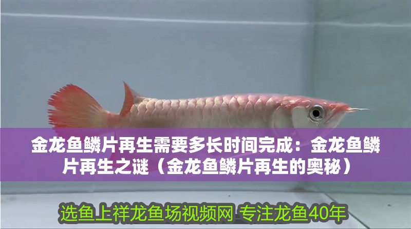 金龍魚鱗片再生需要多長時間完成：金龍魚鱗片再生之謎（金龍魚鱗片再生的奧秘）