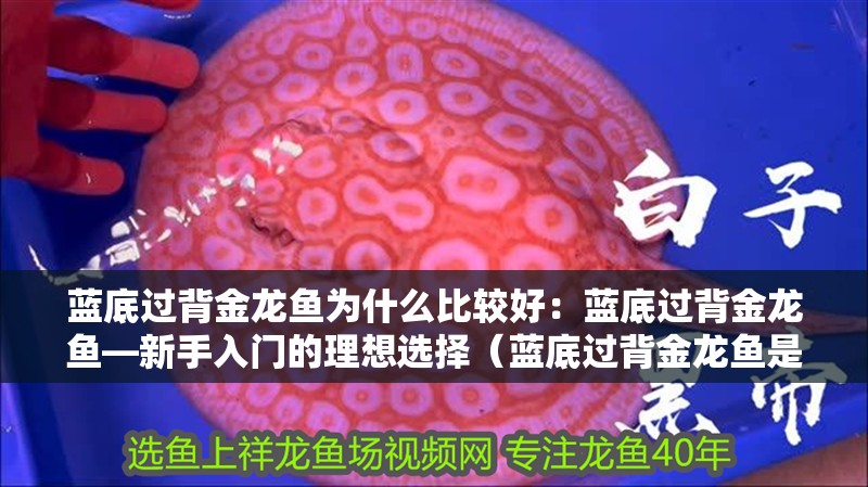 藍底過背金龍魚為什么比較好：藍底過背金龍魚—新手入門的理想選擇（藍底過背金龍魚是否適合新手入門的理想選擇藍底過背金龍魚）
