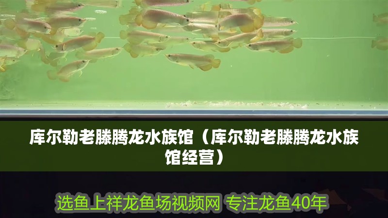 庫(kù)爾勒老滕騰龍水族館（庫(kù)爾勒老滕騰龍水族館經(jīng)營(yíng)） 庫(kù)爾勒老滕騰龍水族館（庫(kù)爾勒老滕騰龍水族館經(jīng)營(yíng)） 觀賞魚(yú)百科