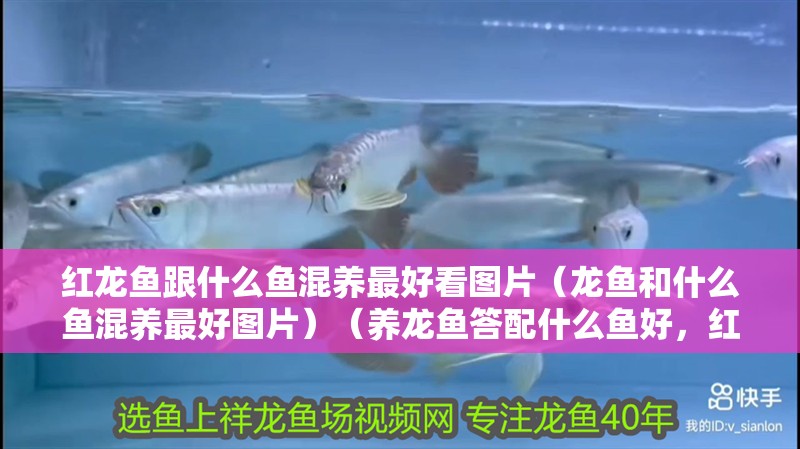 紅龍魚跟什么魚混養最好看圖片（龍魚和什么魚混養最好圖片）（養龍魚答配什么魚好，紅龍魚配什么魚好，）