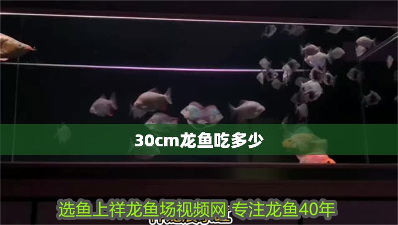 30cm龍魚吃多少