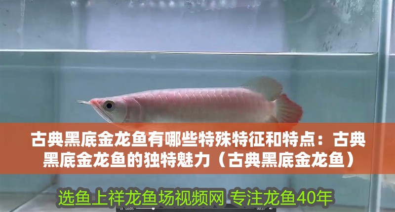 古典黑底金龍魚有哪些特殊特征和特點(diǎn)：古典黑底金龍魚的獨(dú)特魅力（古典黑底金龍魚）