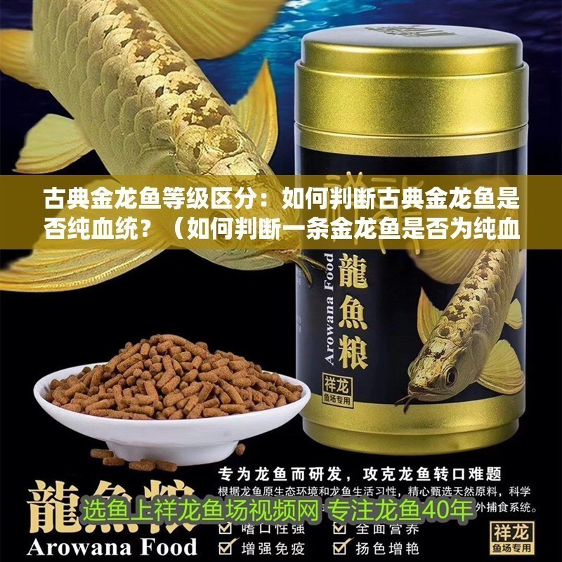 古典金龍魚等級區分：如何判斷古典金龍魚是否純血統？（如何判斷一條金龍魚是否為純血統）