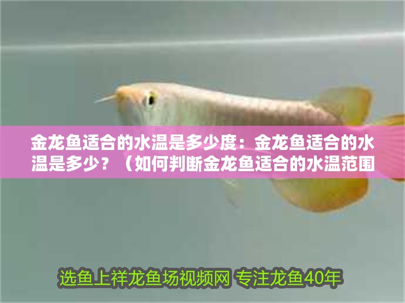 金龍魚適合的水溫是多少度：金龍魚適合的水溫是多少？（如何判斷金龍魚適合的水溫范圍）