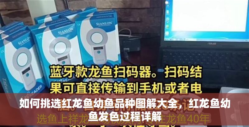 如何挑選紅龍魚幼魚品種圖解大全，紅龍魚幼魚發色過程詳解