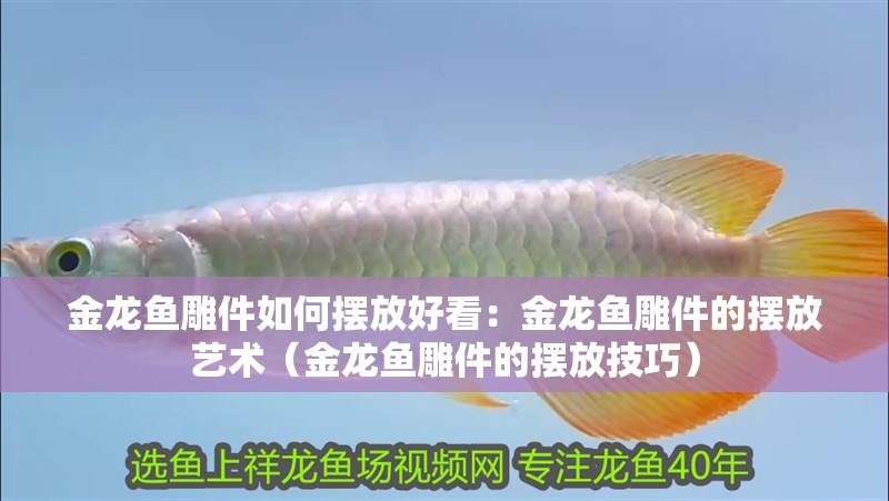 金龍魚雕件如何擺放好看：金龍魚雕件的擺放藝術(shù)（金龍魚雕件的擺放技巧）