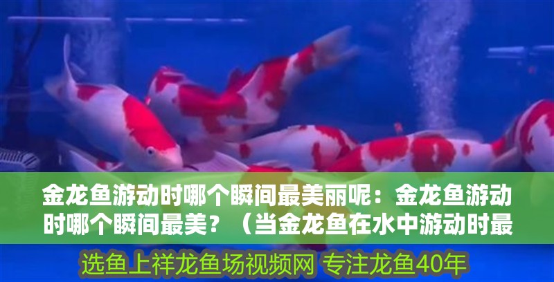 金龍魚游動時哪個瞬間最美麗呢：金龍魚游動時哪個瞬間最美？（當金龍魚在水中游動時最美麗的瞬間，讓人驚嘆的瞬間）