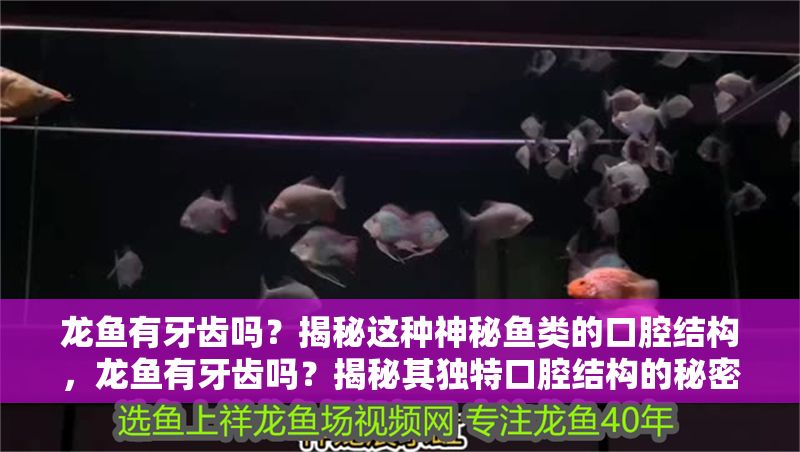 龍魚有牙齒嗎？揭秘這種神秘魚類的口腔結構，龍魚有牙齒嗎？揭秘其獨特口腔結構的秘密