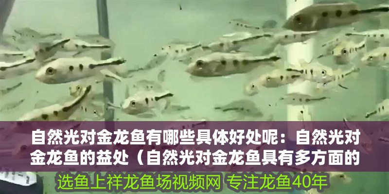 自然光對(duì)金龍魚有哪些具體好處呢：自然光對(duì)金龍魚的益處（自然光對(duì)金龍魚具有多方面的益處）