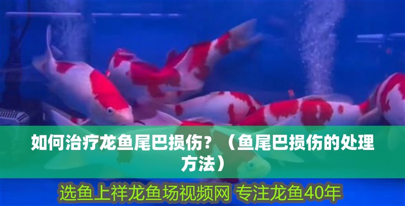 如何治療龍魚尾巴損傷？（魚尾巴損傷的處理方法）