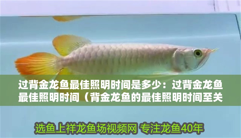 過背金龍魚最佳照明時間是多少：過背金龍魚最佳照明時間（背金龍魚的最佳照明時間至關重要，過背金龍魚的最佳照明時間至關重要）