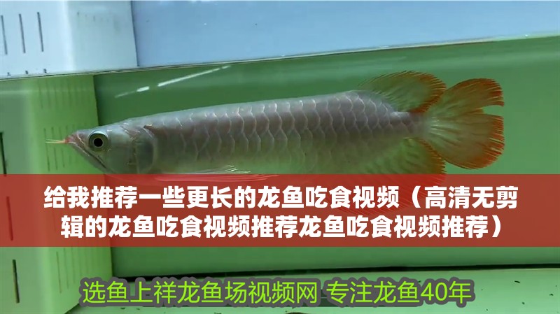 給我推薦一些更長的龍魚吃食視頻（高清無剪輯的龍魚吃食視頻推薦龍魚吃食視頻推薦） 給我推薦一些更長的龍魚吃食視頻（高清無剪輯的龍魚吃食視頻推薦龍魚吃食視頻推薦） 龍魚百科