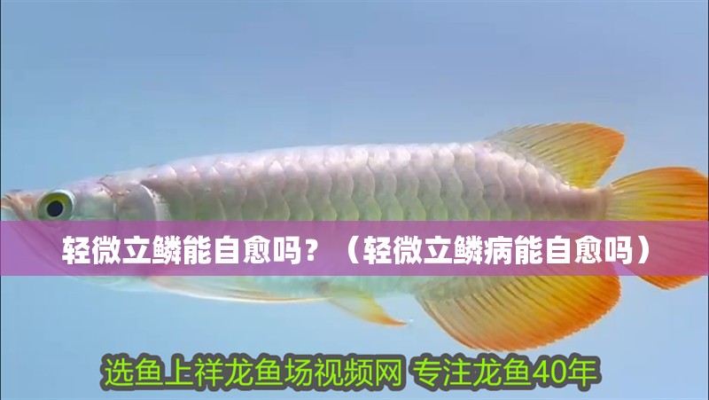 輕微立鱗能自愈嗎？（輕微立鱗病能自愈嗎）