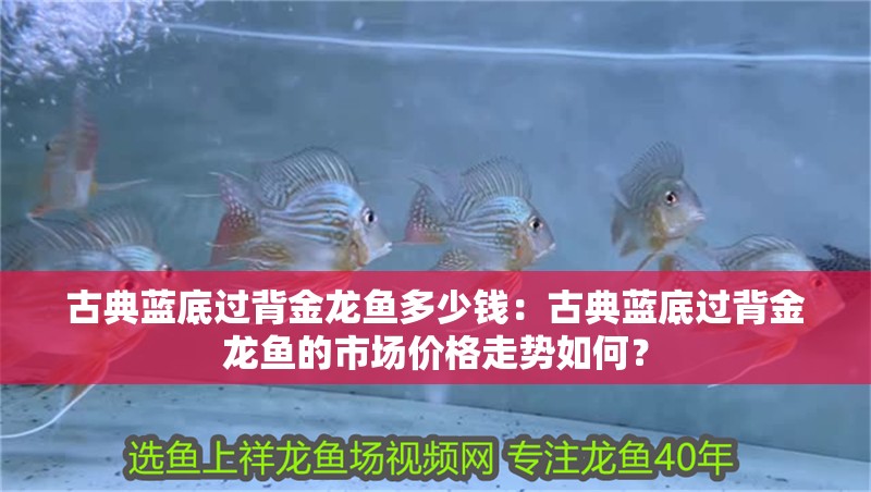 古典藍底過背金龍魚多少錢：古典藍底過背金龍魚的市場價格走勢如何？