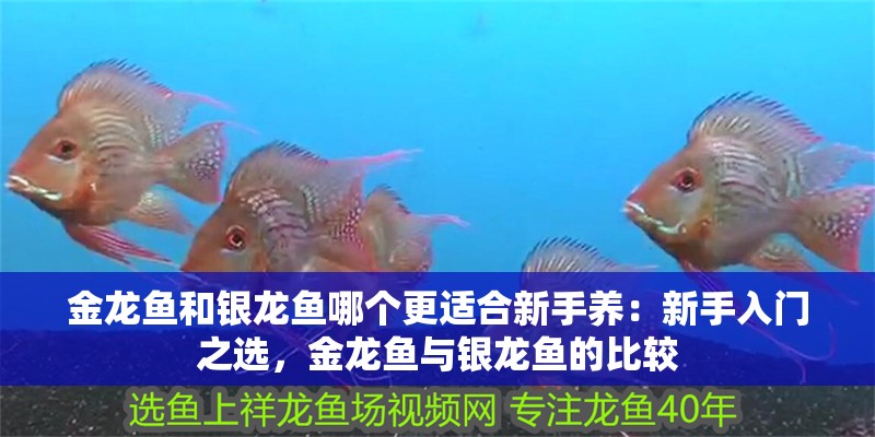 金龍魚和銀龍魚哪個更適合新手養：新手入門之選，金龍魚與銀龍魚的比較