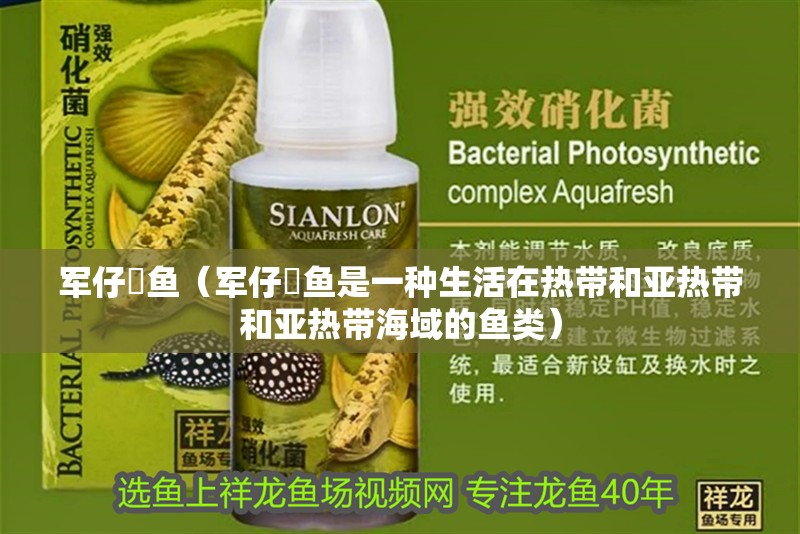 軍仔魟魚(yú)（軍仔魟魚(yú)是一種生活在熱帶和亞熱帶和亞熱帶海域的魚(yú)類）