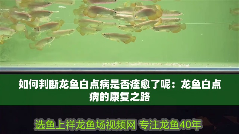 如何判斷龍魚白點病是否痊愈了呢：龍魚白點病的康復(fù)之路