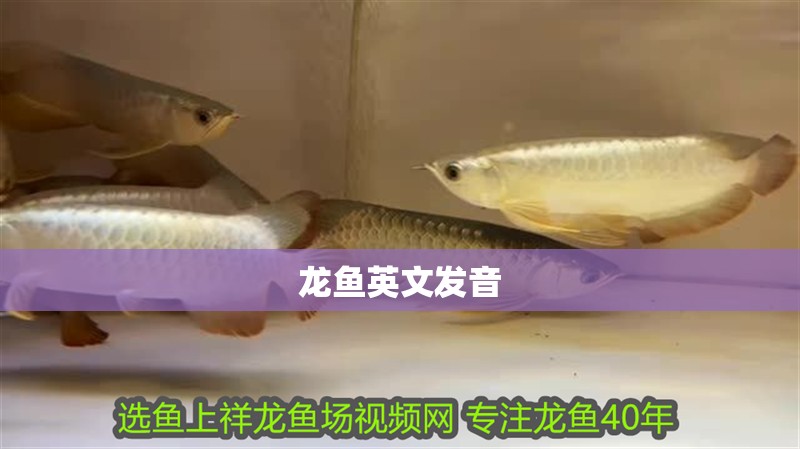 龍魚(yú)英文發(fā)音
