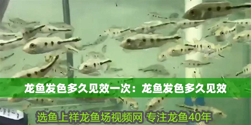龍魚發色多久見效一次：龍魚發色多久見效