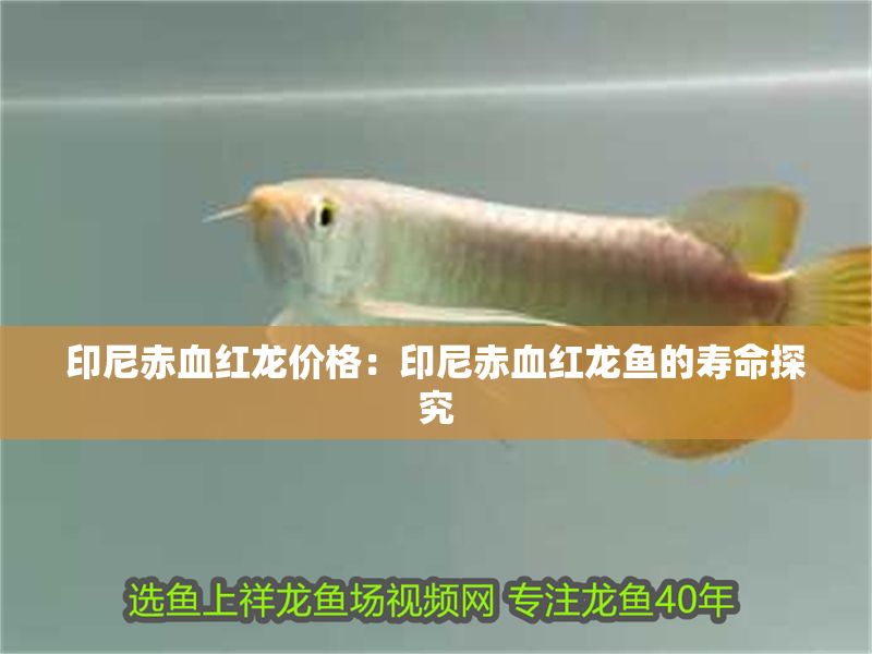 印尼赤血紅龍價格：印尼赤血紅龍魚的壽命探究