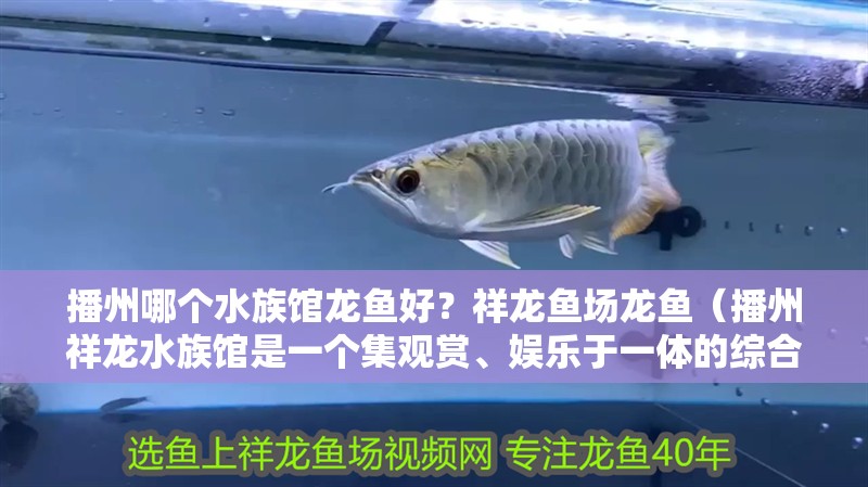 <strong><mark>播州</mark></strong>哪個水族館龍魚好？祥龍魚場龍魚（<strong><mark>播州</mark></strong>祥龍水族館是一個集觀賞、娛樂于一體的綜合性水族館）