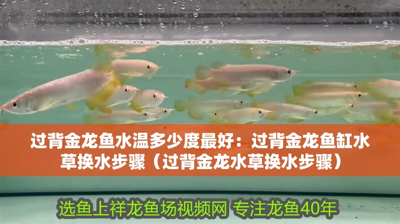 過(guò)背金龍魚水溫多少度最好：過(guò)背金龍魚缸水草換水步驟（過(guò)背金龍水草換水步驟）