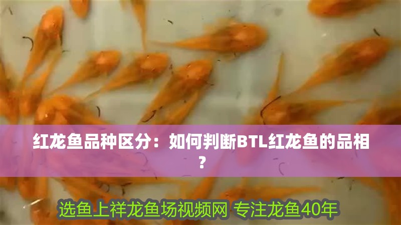 紅龍魚品種區分：如何判斷BTL紅龍魚的品相？ 紅龍魚品種區分：如何判斷BTL紅龍魚的品相？ 水族問答