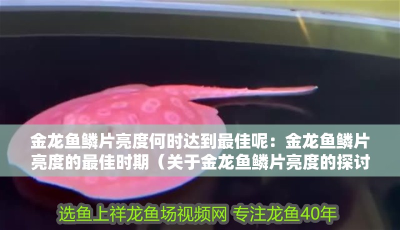 金龍魚鱗片亮度何時(shí)達(dá)到最佳呢：金龍魚鱗片亮度的最佳時(shí)期（關(guān)于金龍魚鱗片亮度的探討）