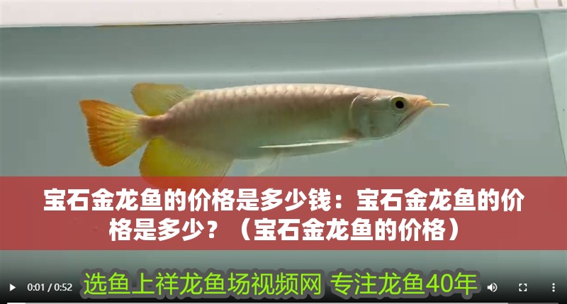 寶石金龍魚的價格是多少錢：寶石金龍魚的價格是多少？（寶石金龍魚的價格）